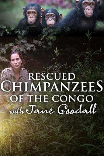 Schimpansen im Kongo mit Jane Goodall