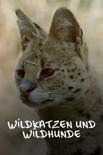 Wildkatzen und Wildhunde