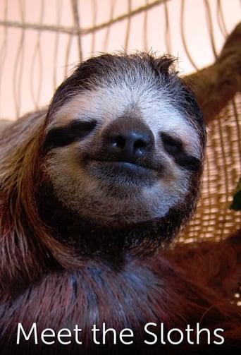 Meet the Sloths