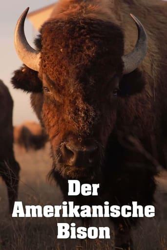 Der Amerikanische Bison