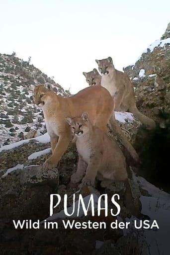 Pumas - Wild im Westen der USA