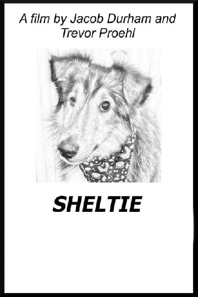 Sheltie