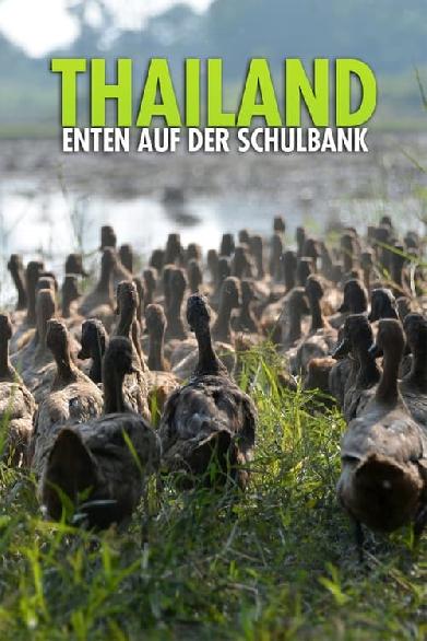 Thailand - Enten auf der Schulbank