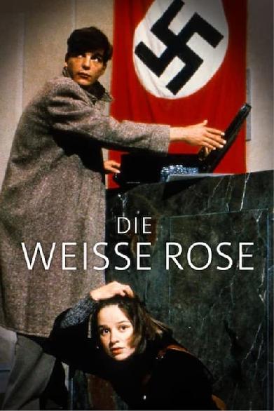 Die weiße Rose