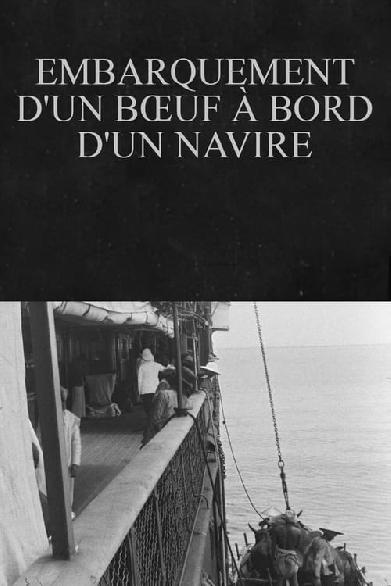 Embarquement d'un bœuf à bord d'un navire