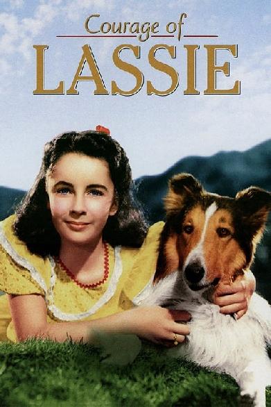 Lassie - Held auf vier Pfoten