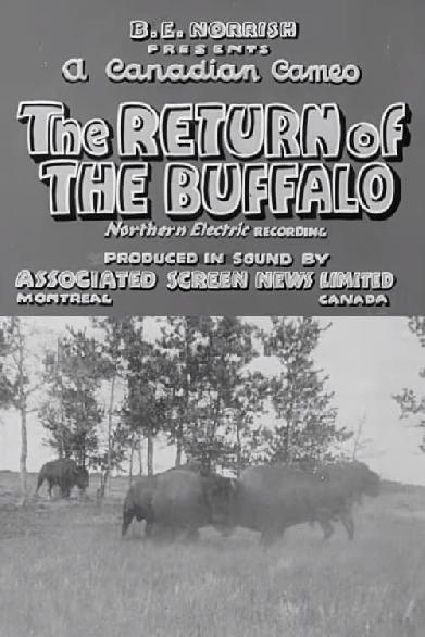 Return of the Buffalo