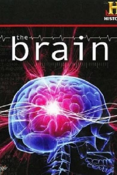 The Brain