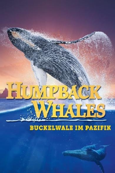 Humpback Whales - Buckelwale im Pazifik