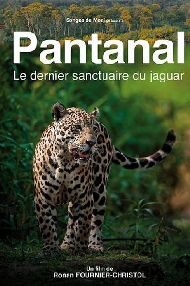 Pantanal, le dernier sanctuaire du jaguar