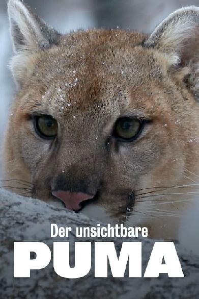 Der unsichtbare Puma - Ein Besucher in Frankreichs Wäldern?